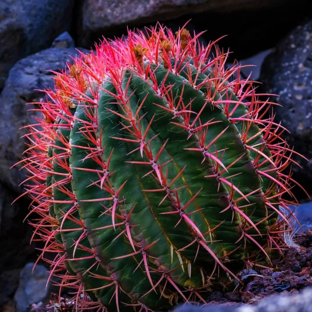 Mexicaanse Limoencactus Zaden
