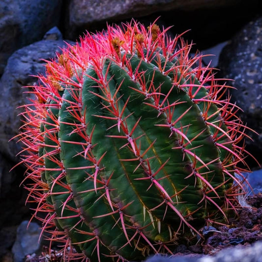 Mexicaanse Limoencactus Zaden