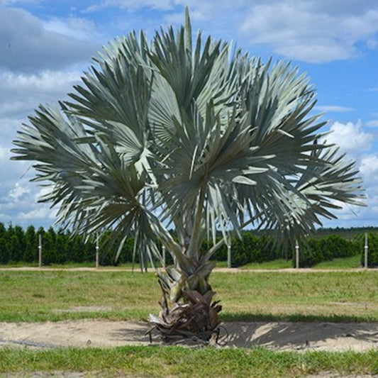 Bismarck palm - 2 Zaden