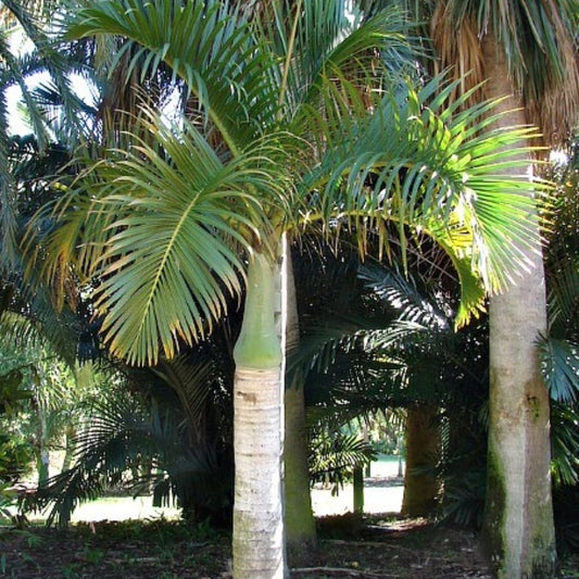 Spindelpalm - 5 Zaden