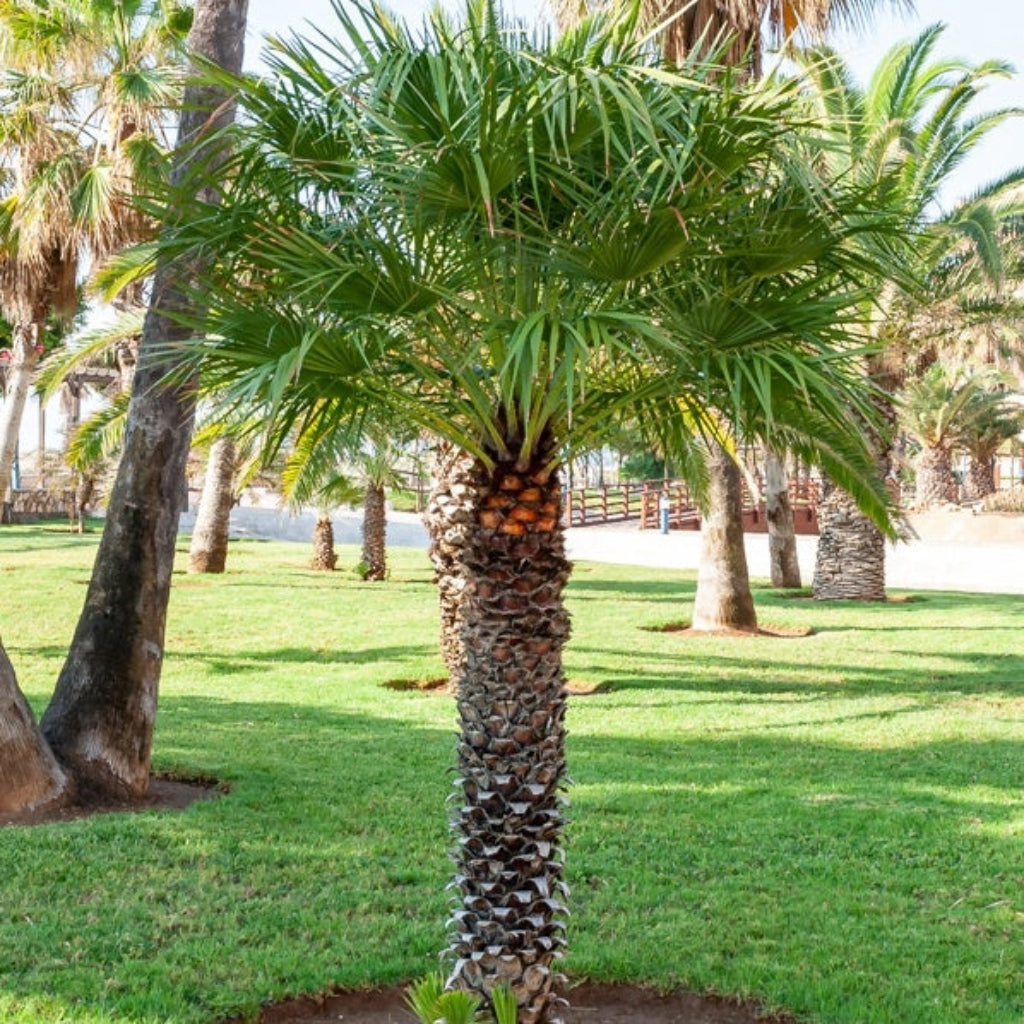 Californische waaierpalm - 5 Zaden