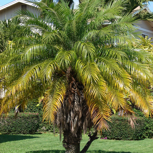 Dwergdadelpalm - 5 Zaden