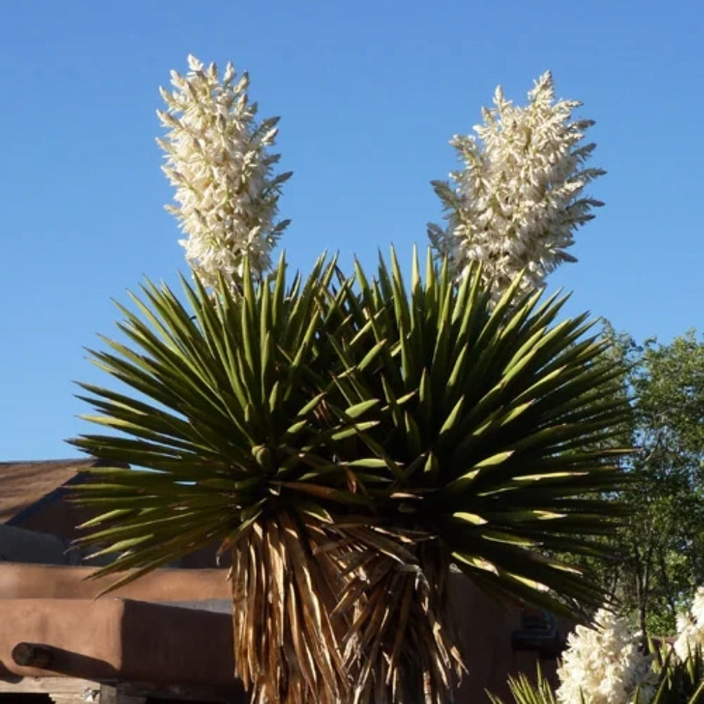 Yucca Faxoniana - 5 Zaden