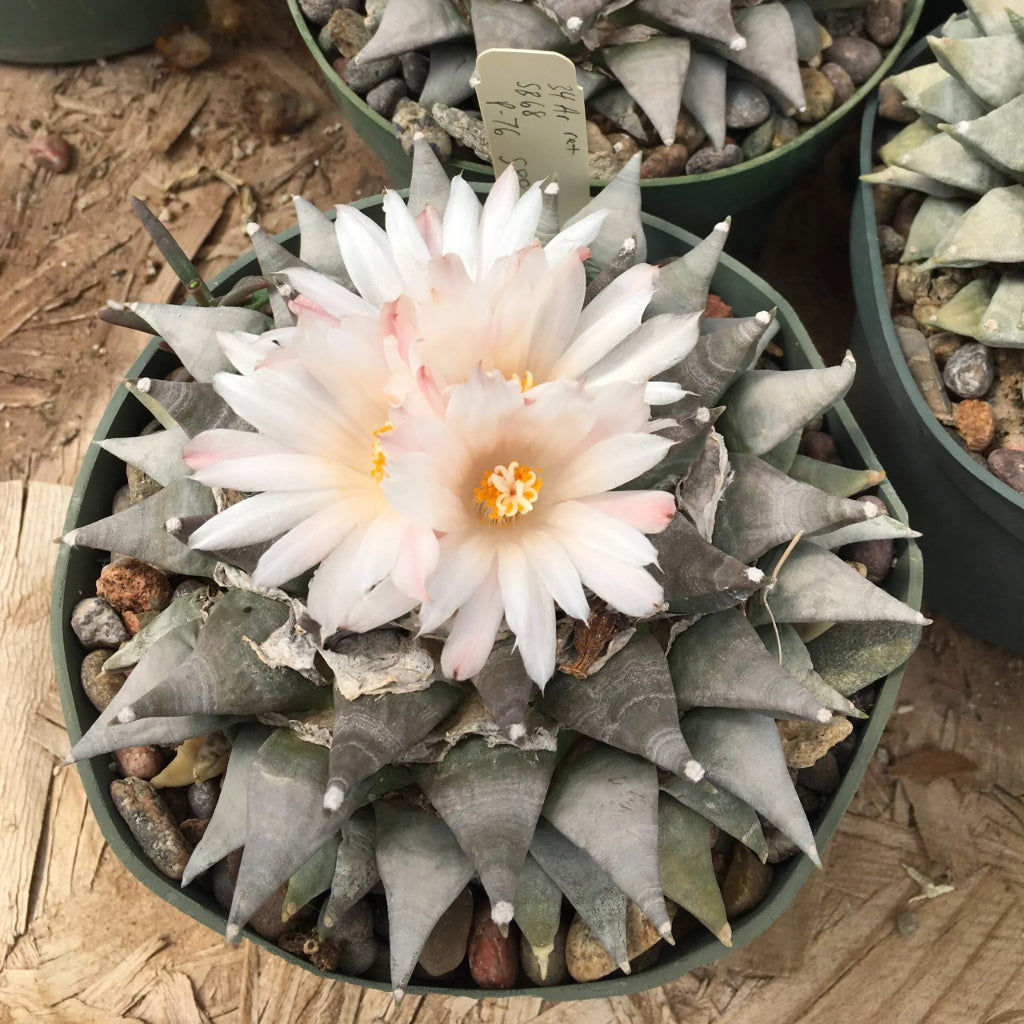 Ariocarpus Retusus - 10 Zaden
