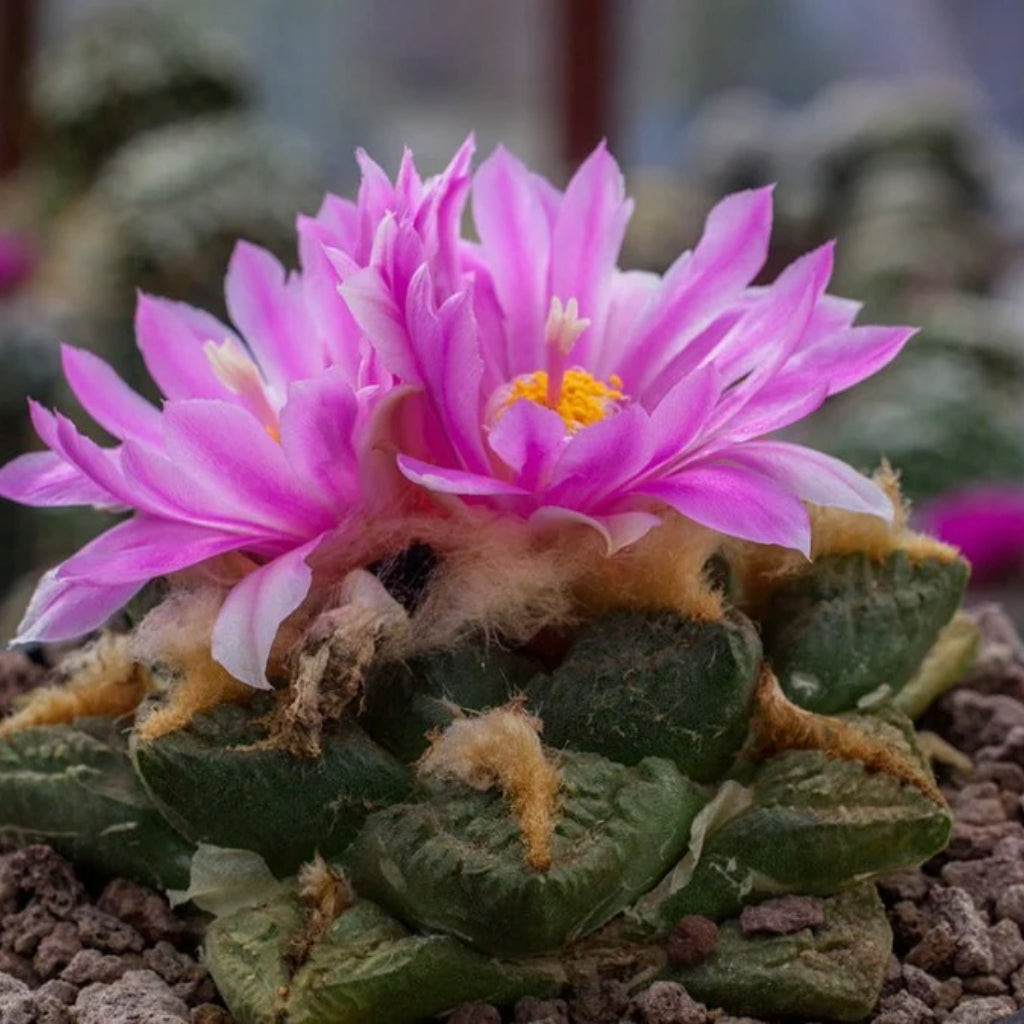 Ariocarpus Fissuratus - 5 Zaden