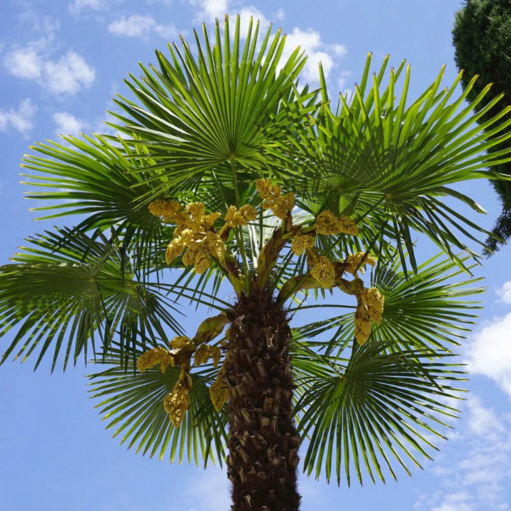 Europese waaierpalm Zaden