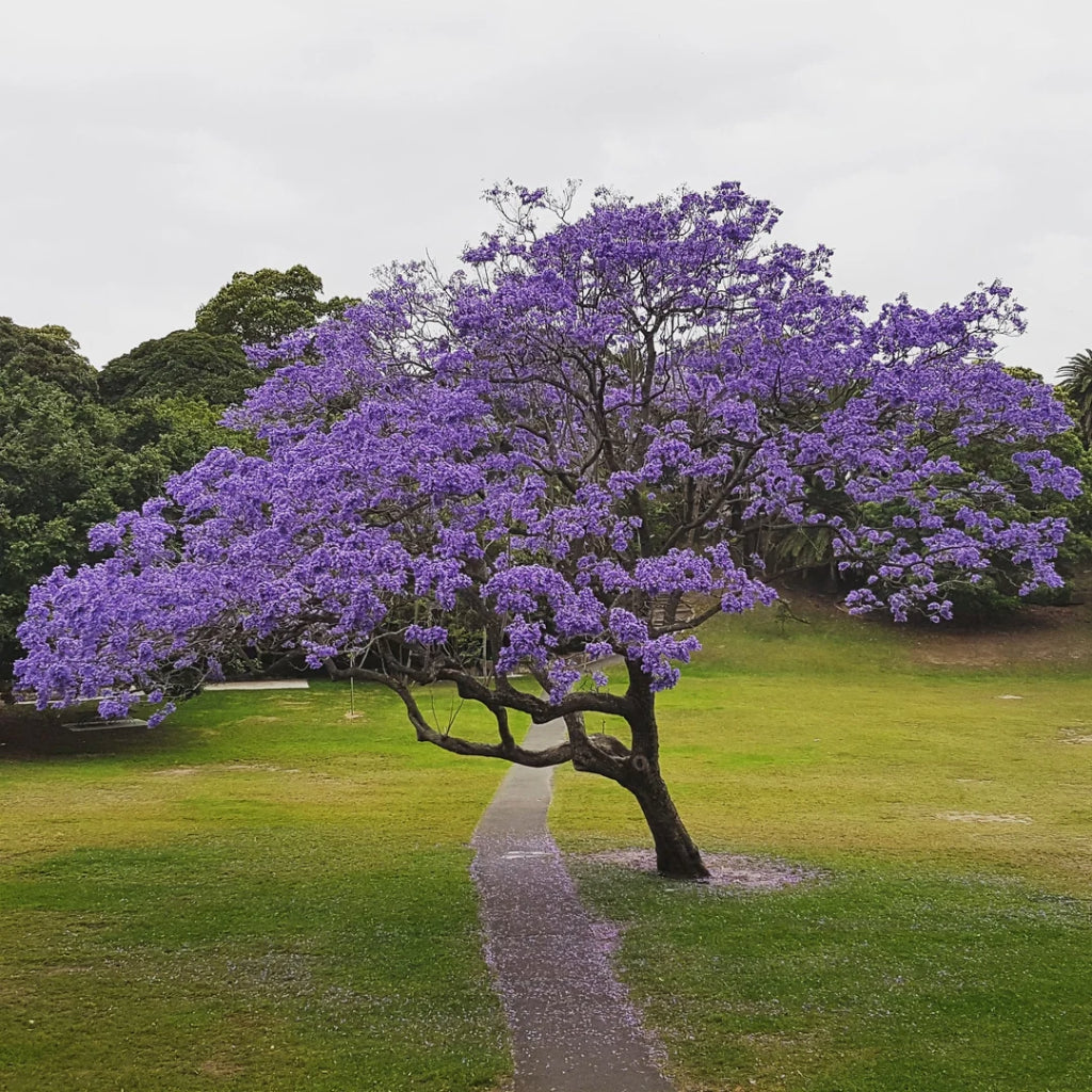 Blauwe Jacaranda - 10 Zaden