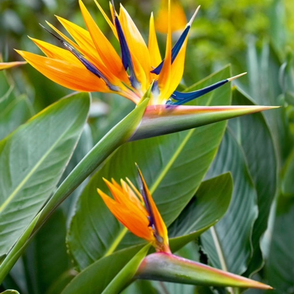 De Paradijsvogel Set