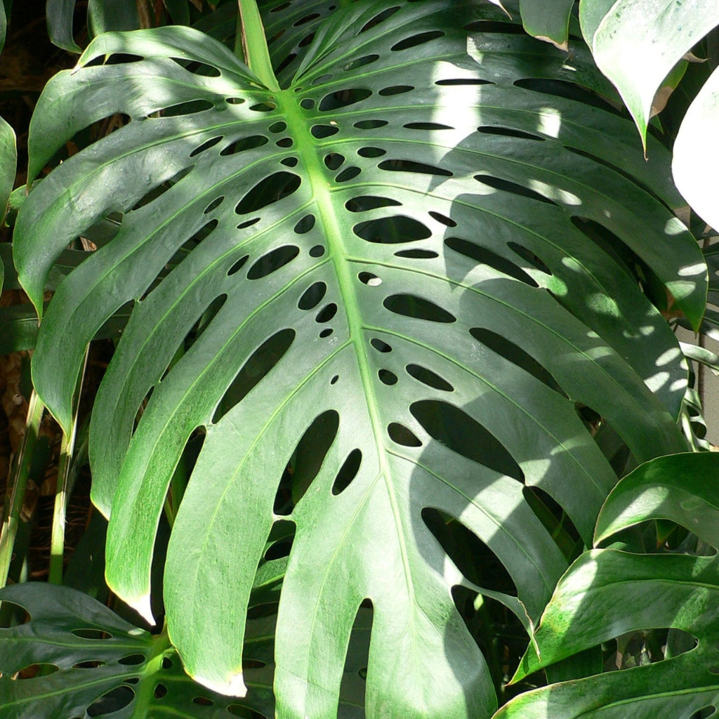 Monstera - 5 Zaden