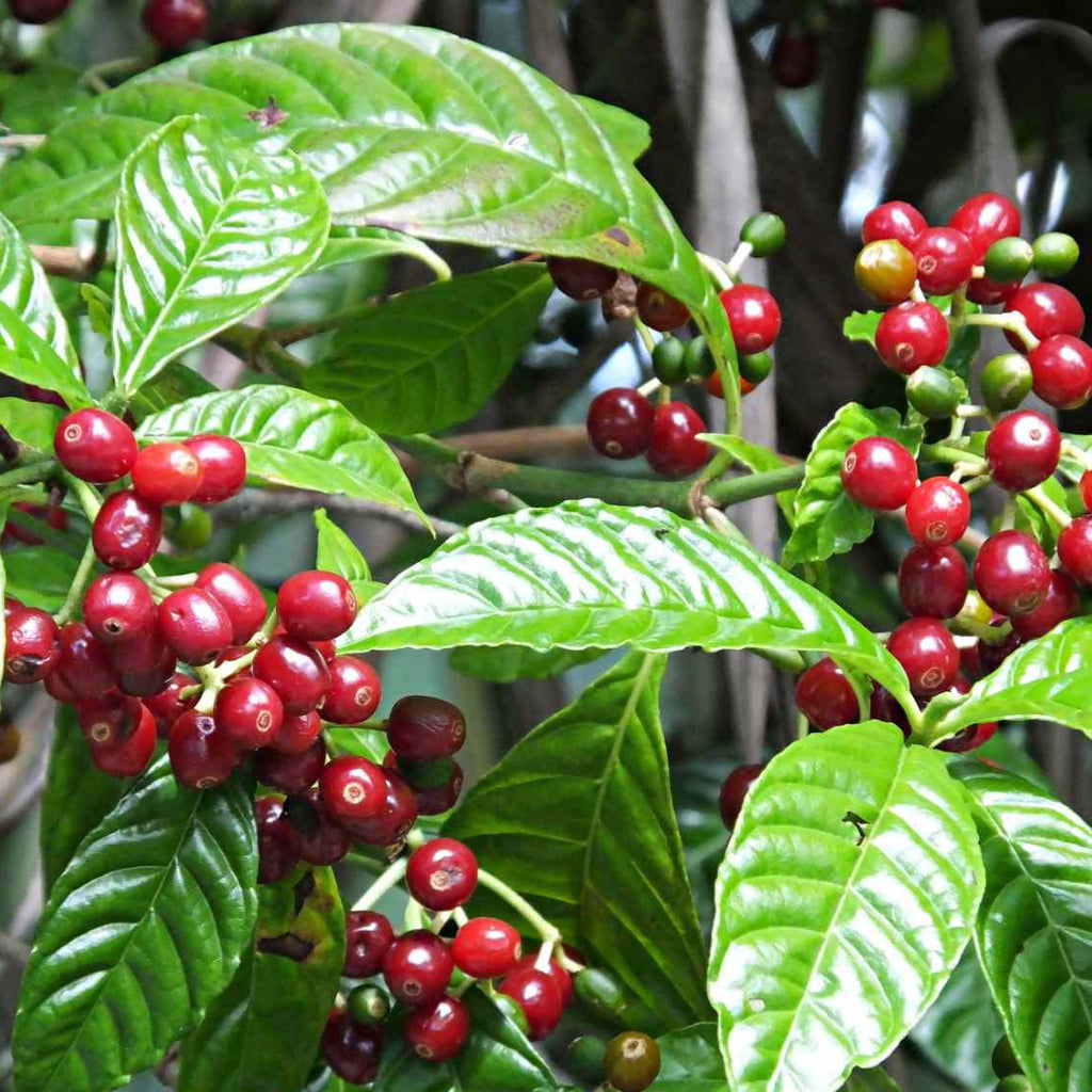Koffieplant zaden