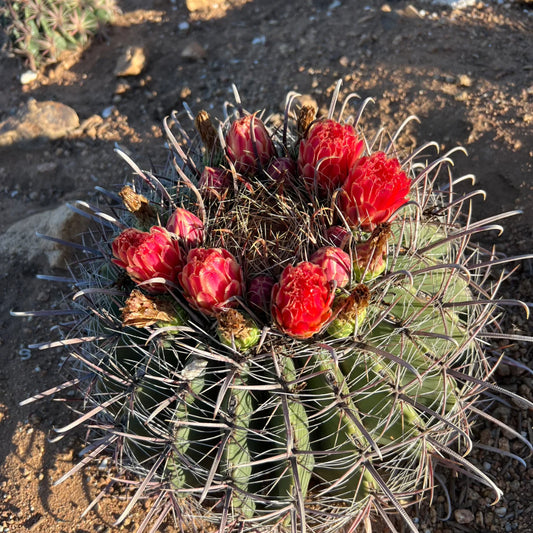 Ferocactus Wislizeni - 10 Zaden