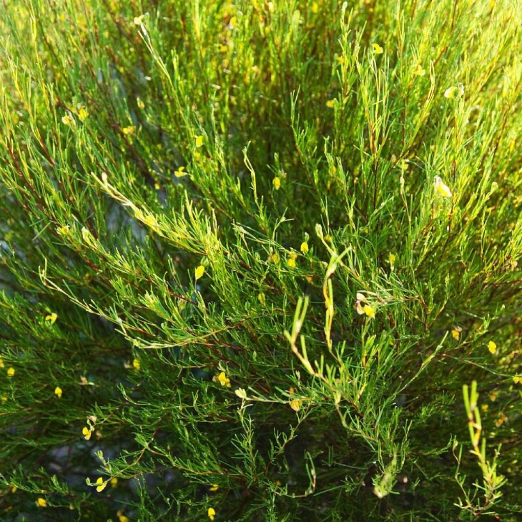 Rooibos - 10 Zaden