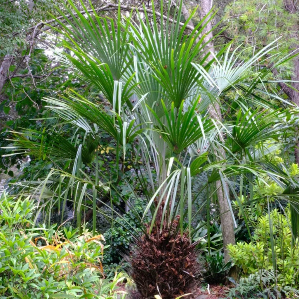 Naald palm - 5 Zaden