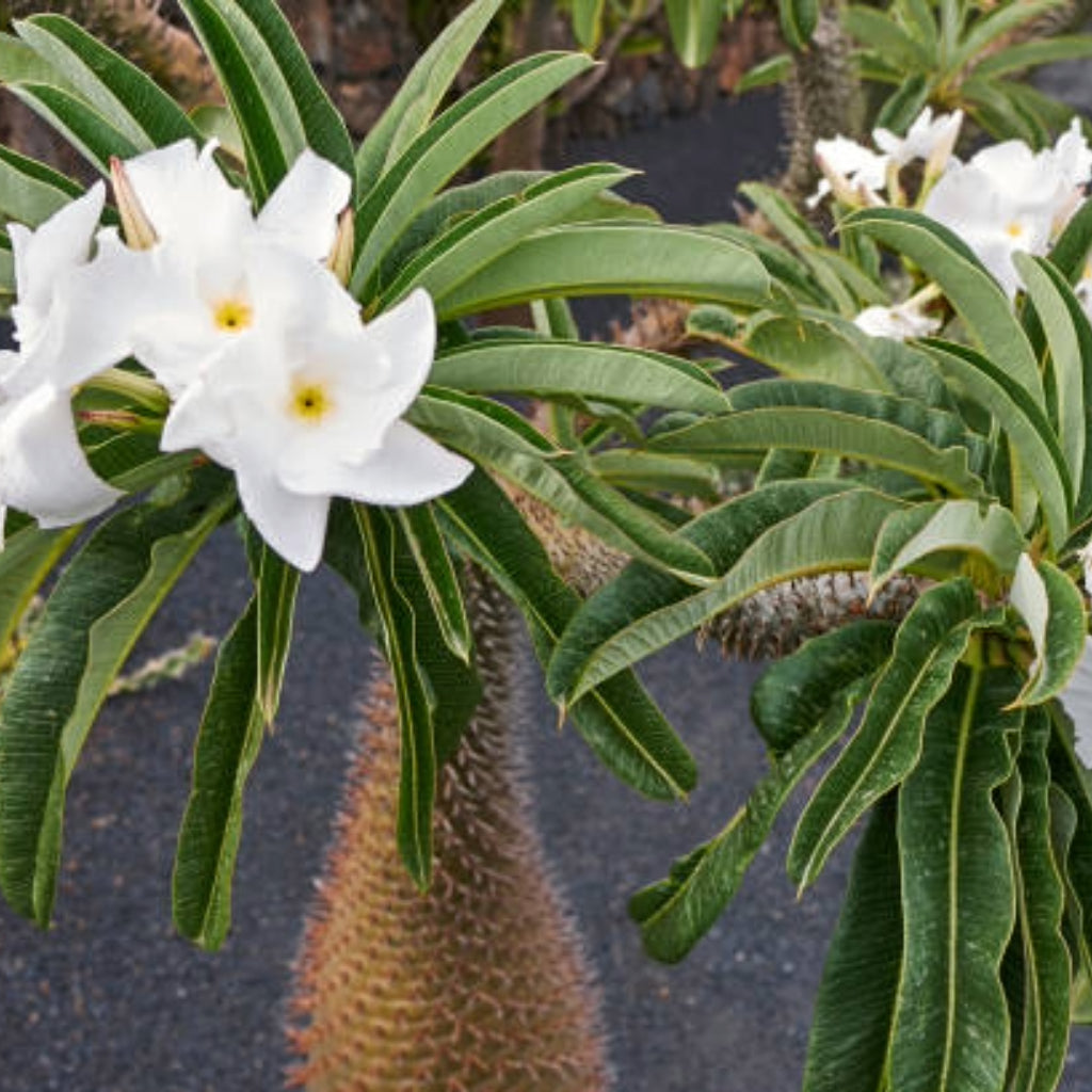 Madagaskar palm - 10 Zaden