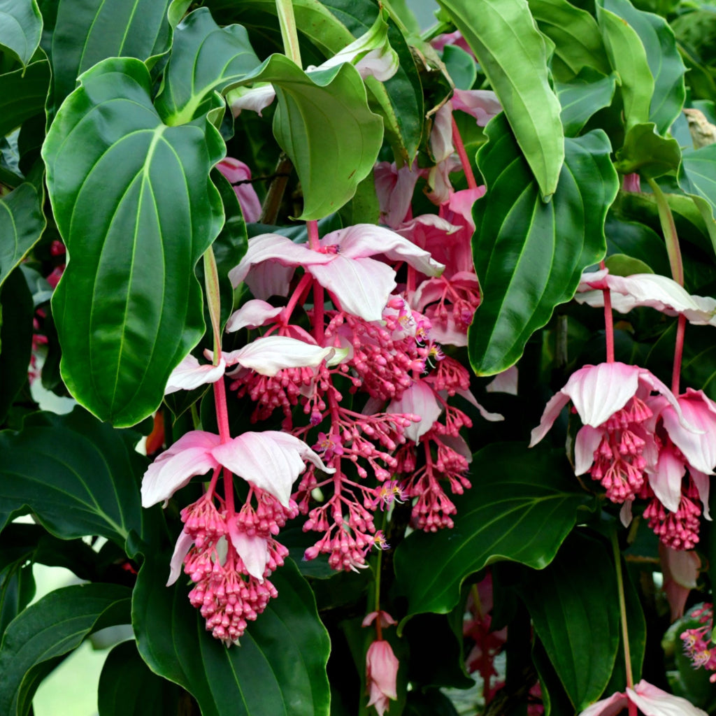 Medinilla Magnifica - 10 Zaden