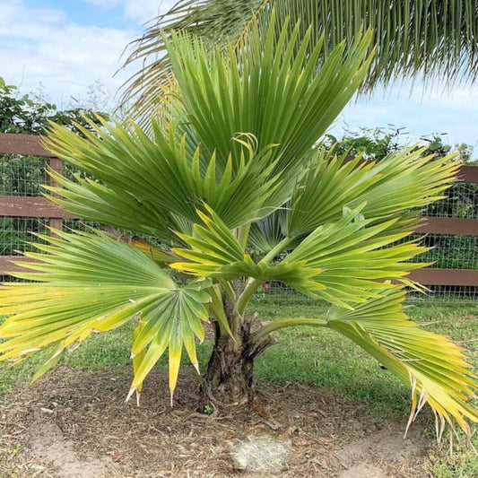 Fiji Waaierpalm - 5 Zaden