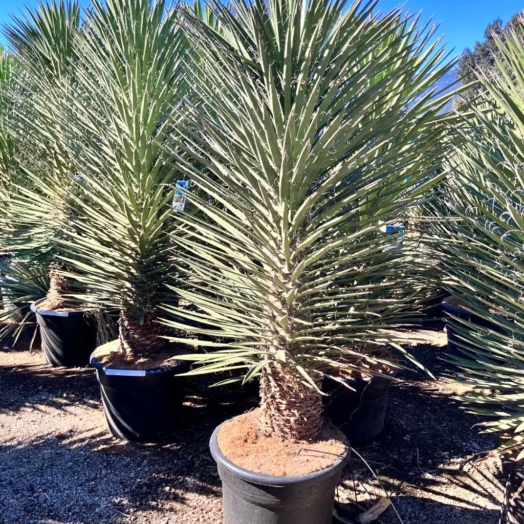 Yucca Filifera - 5 Zaden