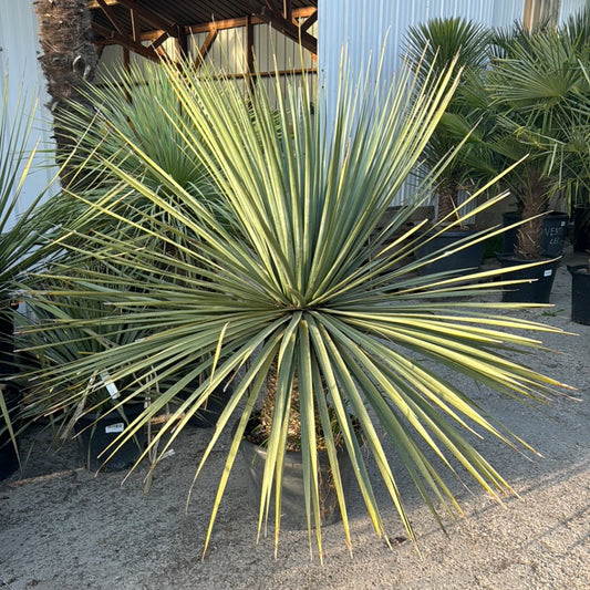 Nolina Nelsoni - 10 Zaden