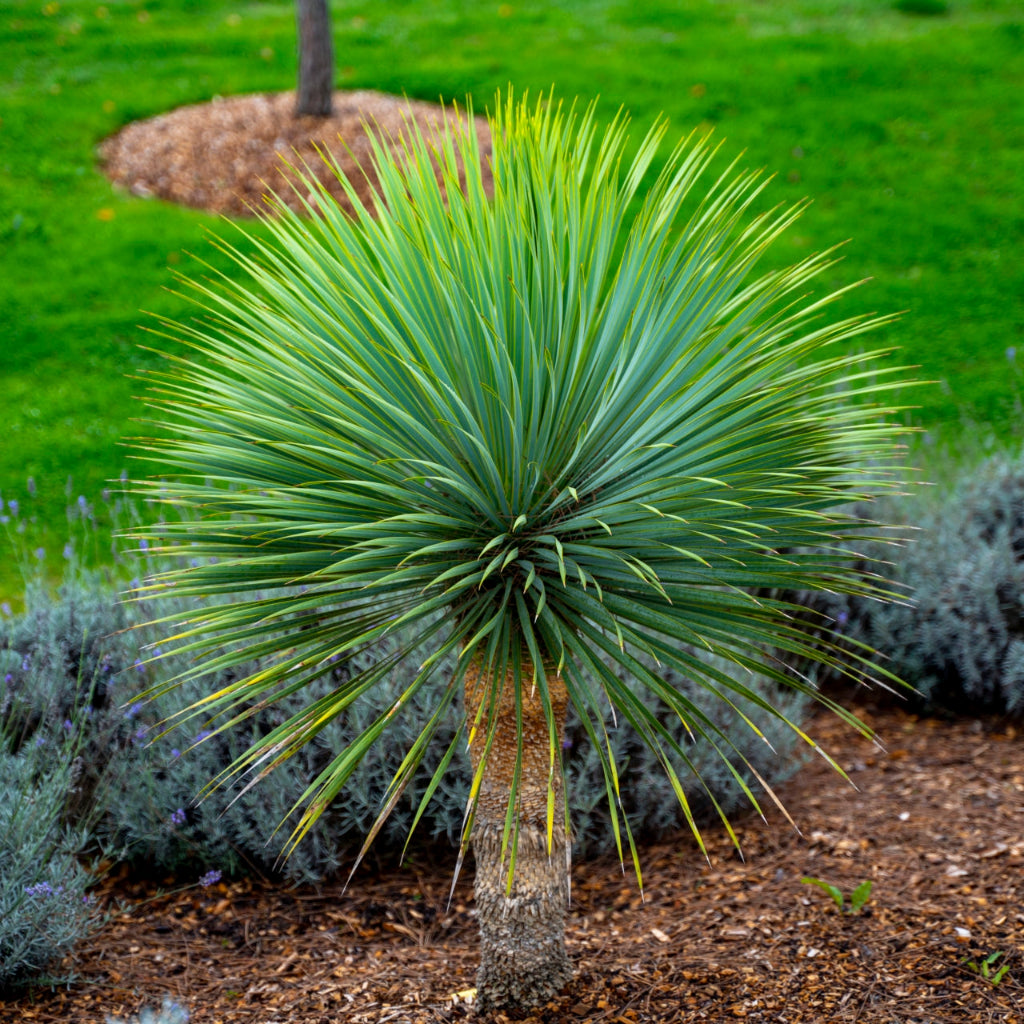 Yucca Rostrata