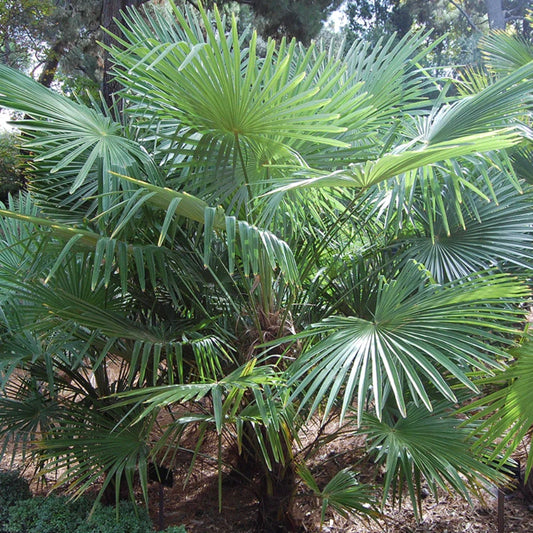 Kumaon Waaierpalm - 5 Zaden