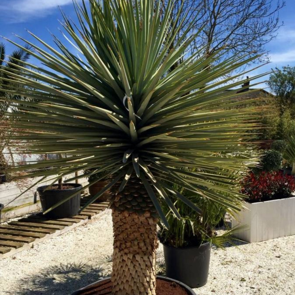 Yucca Torreyi