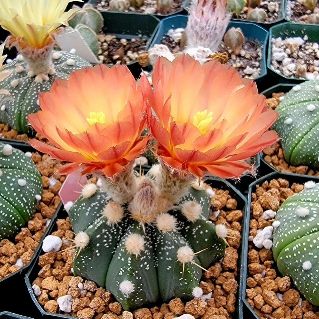 Astrophytum Asterias - 5 Zaden