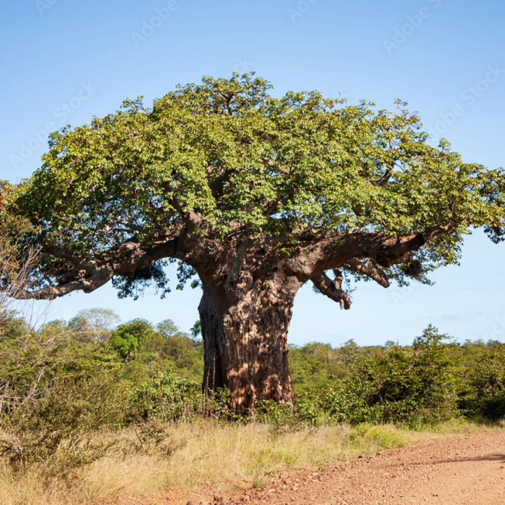 Baobab - 5 Zaden