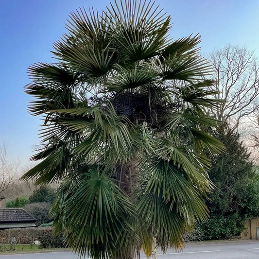 Windmolen palm Zaden