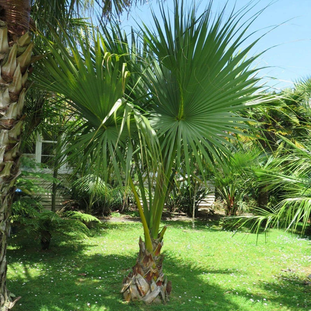 Dwergpalmetto - 5 zaden