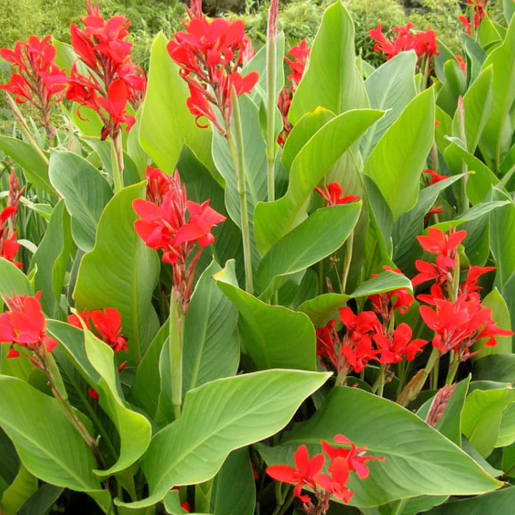 Canna Indica - 10 Zaden
