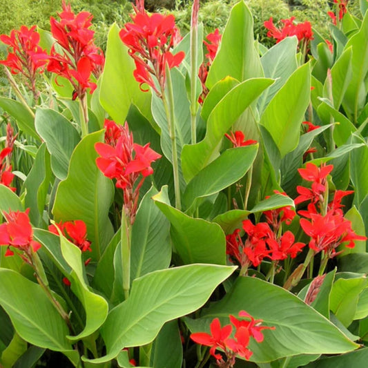 Canna Indica - 10 Zaden