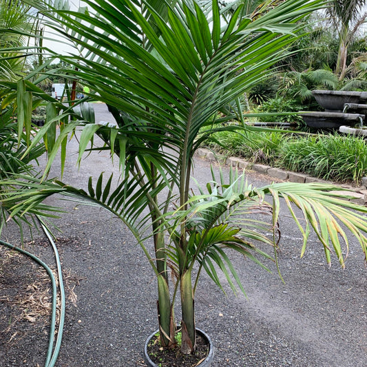 Bangalow palm - 5 Zaden