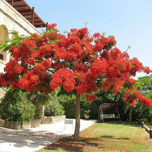 Vlammenboom