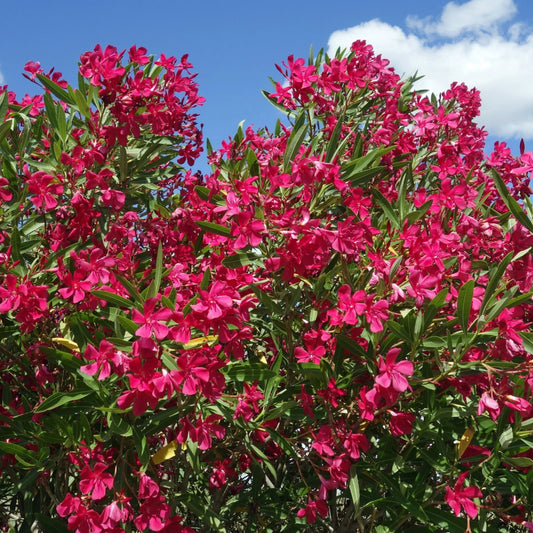 Oleander - 10 Zaden
