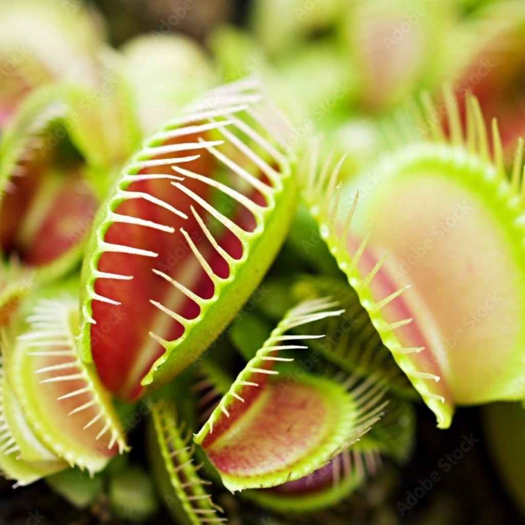 Venus Flytrap - 5 Zaden