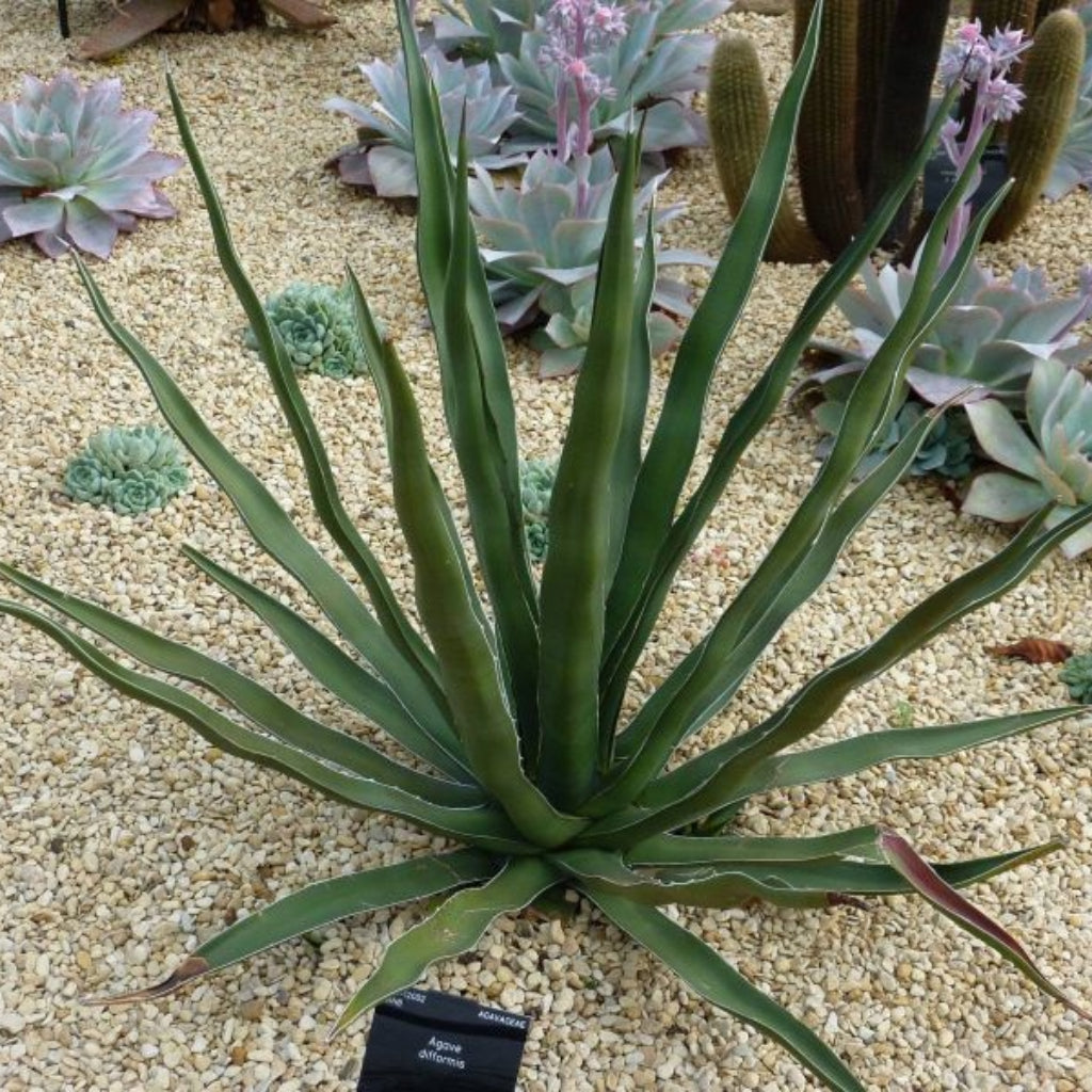 Agave Dofformis - 10 Zaden