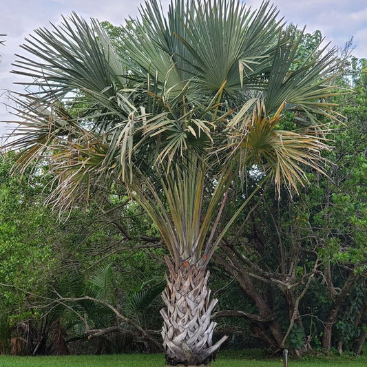 Buri palm - 5 Zaden