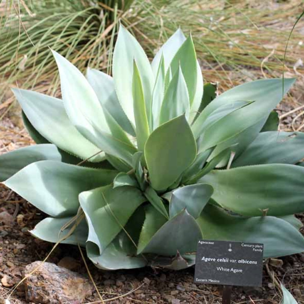 Agave mitis var. albidior - 10 Zaden