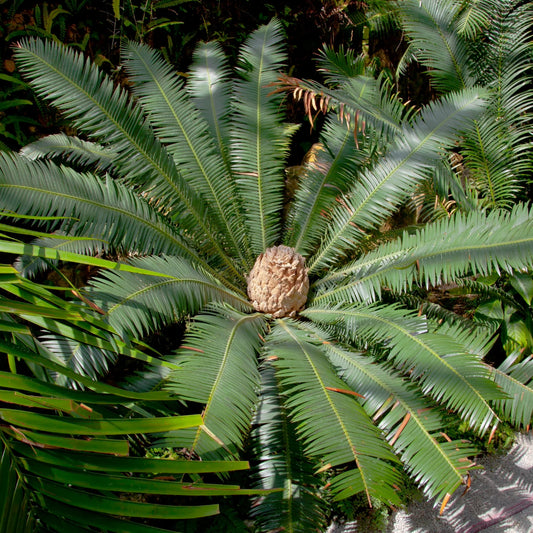 Kokosnoot Dioon