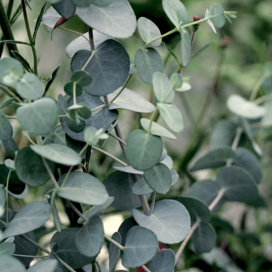 Eucalyptus Zaden