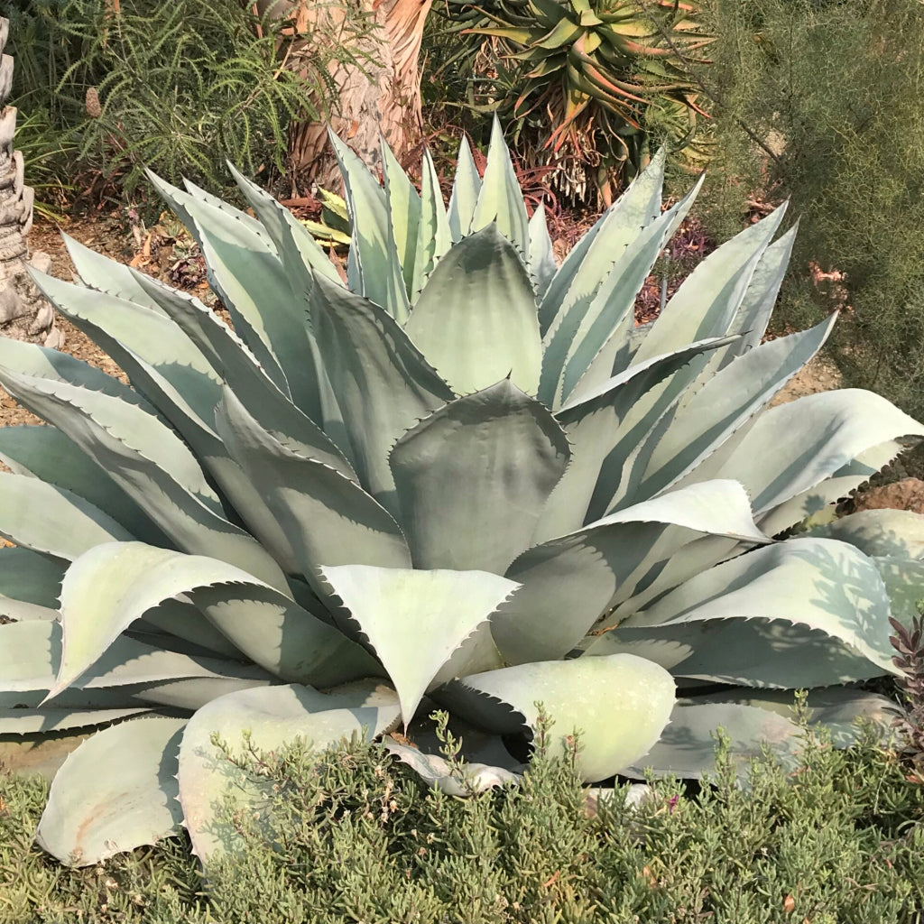 Agave Ovatifloria - 10 Zaden