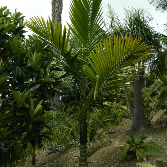 Tindea Palm Zaden