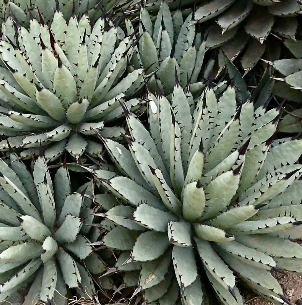 Zwart stekelige Agave zaden