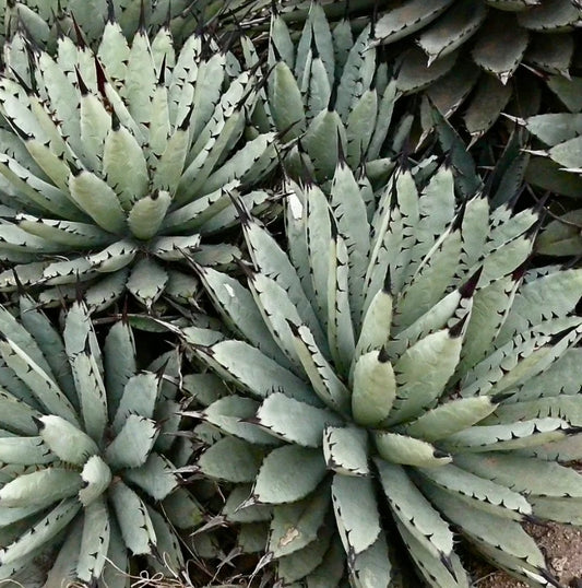 Zwart stekelige Agave zaden