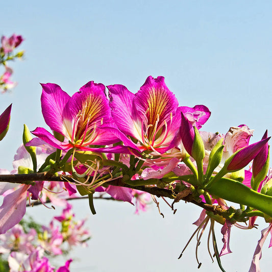 Paarse Orchideeboom Zaden
