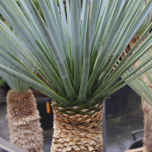 Blauwe Yucca Zaden