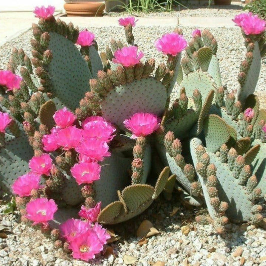 Beverstaart Cactus - 10 Zaden