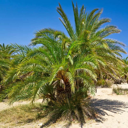 Kretenzische Dadelpalm - 5 Zaden
