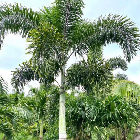 Vossenstaart palm - 2 Zaden