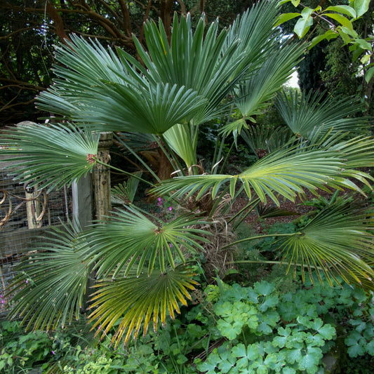 Chusan palm